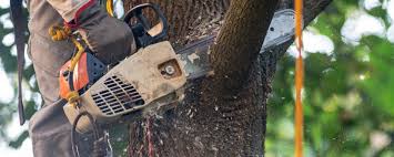 Best Tree Removal  in Clearwater, MN