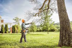 Best Tree Health Inspection  in Clearwater, MN