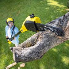 Best Tree and Shrub Care  in Clearwater, MN