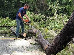 Best Fruit Tree Pruning  in Clearwater, MN