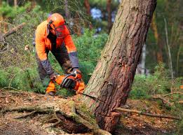 Clearwater, MN Tree Removal Company