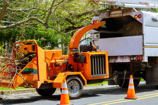 Best Tree Disease Treatment  in Clearwater, MN