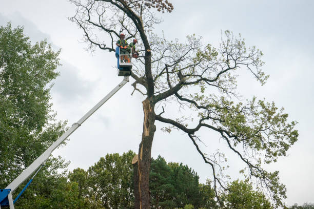 Best Leaf Removal  in Clearwater, MN