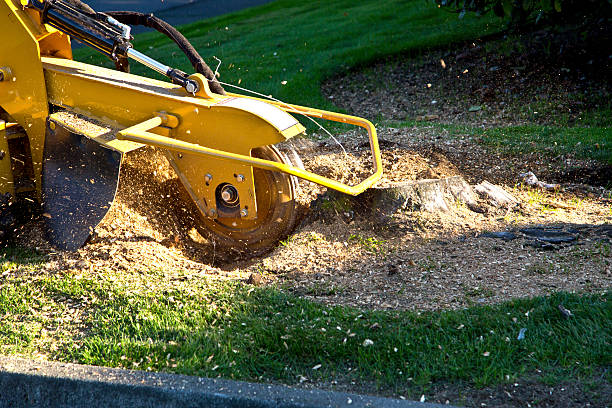 Mulching Services in Clearwater, MN