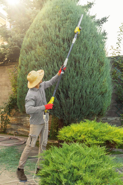 Best Tree Maintenance Programs  in Clearwater, MN