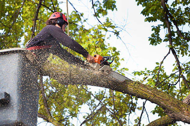 Best Leaf Removal  in Clearwater, MN