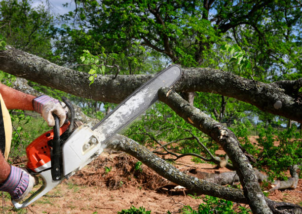 Best Tree Cabling and Bracing  in Clearwater, MN